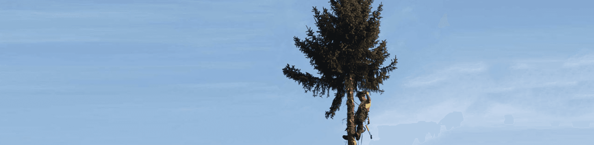 Daniels Baum- & Gartenservice