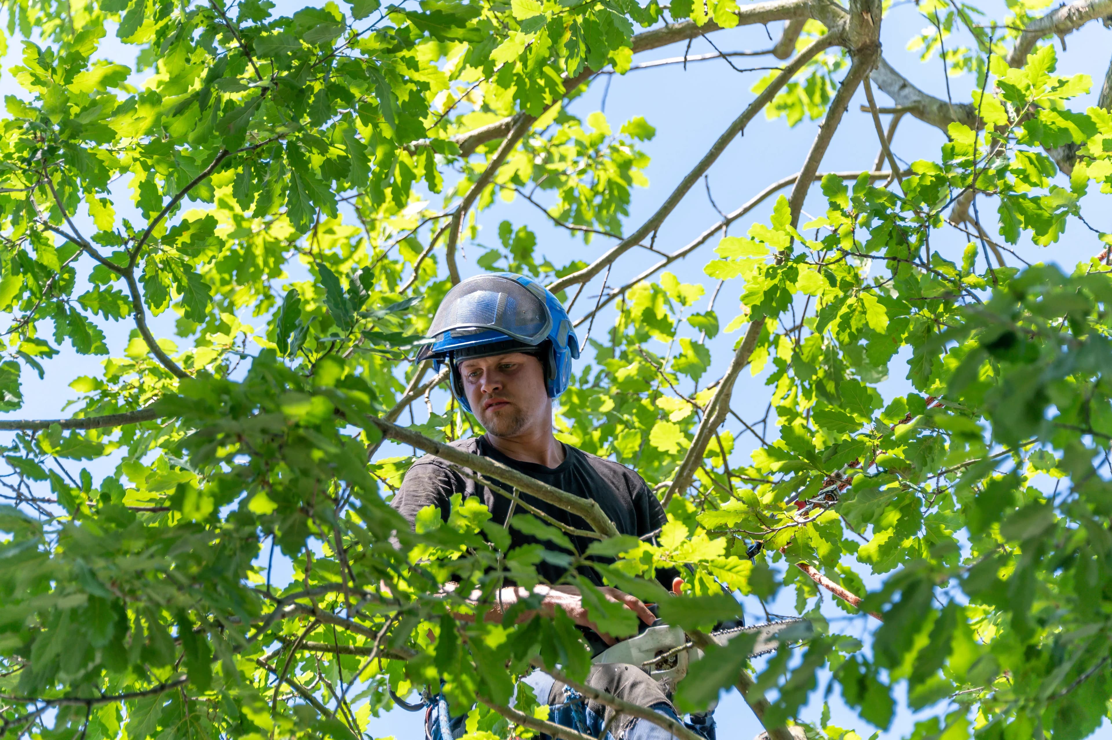 Zuverlässige Baumpflege vom Profi in Karlsruhe