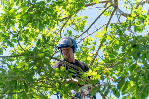 Zuverlässige Baumpflege vom Profi in Karlsruhe