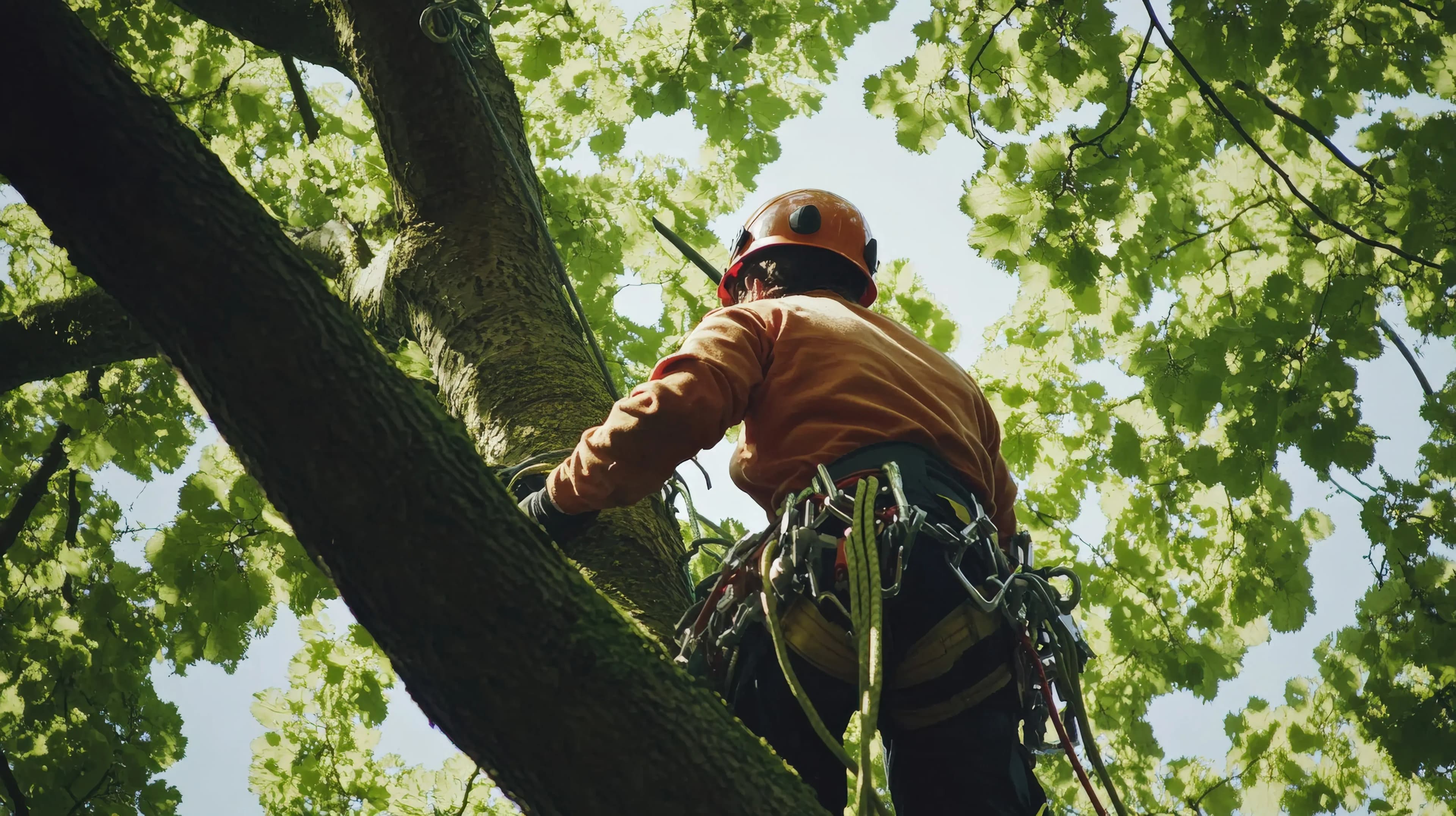Baumkontrolle vom Fachbetrieb in Kehl